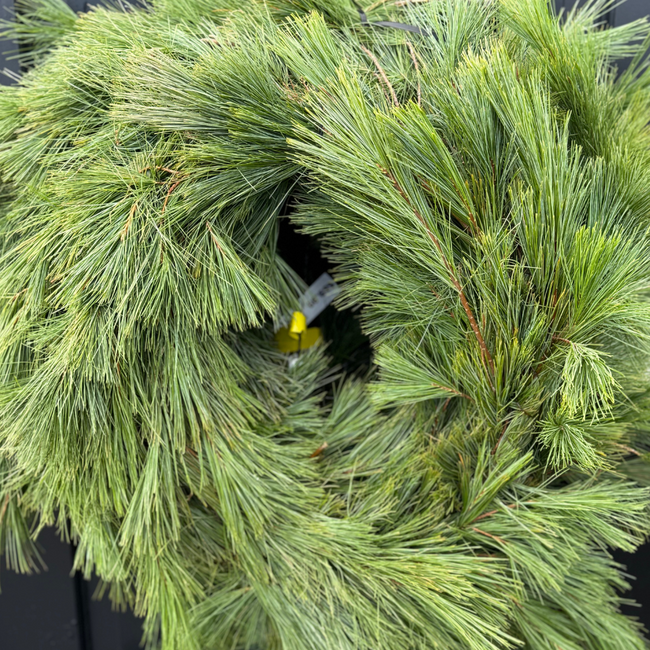 60' White Pine Garland