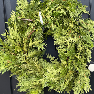 20' Deluxe White Cedar Garland