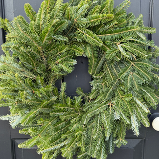 Fraser Fir Wreath
