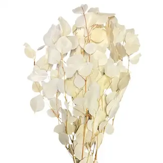 20" Cream Eucalyptus