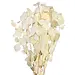 20" Cream Eucalyptus
