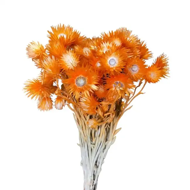 12" Orange Cape Flowers