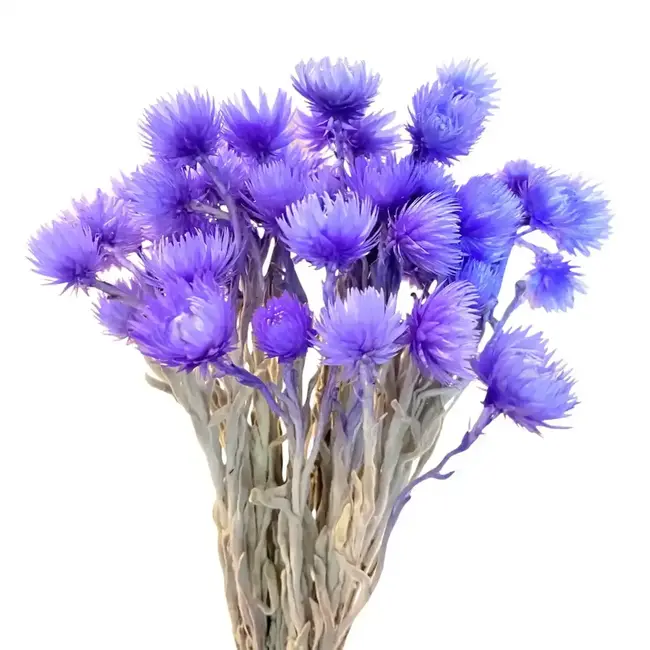 12" Lavender Cape Flowers