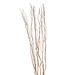 Natural Salix Bundle