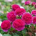 David Austin Rose - Gabriel Oak