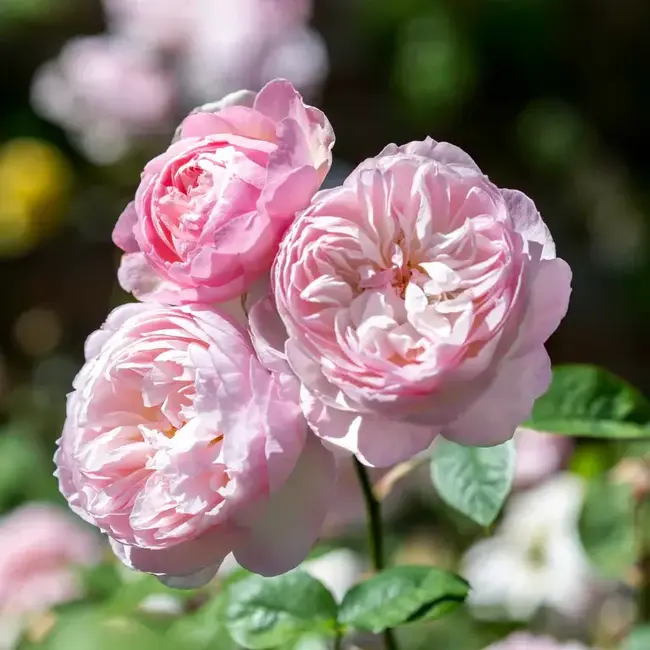 David Austin Rose - Gentle Hermione