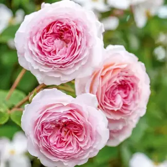 David Austin Rose - James Galway