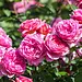David Austin Rose - Princess Alexandra of Kent