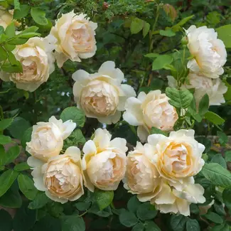 David Austin Rose - Wollerton Old Hall