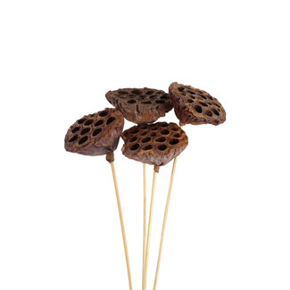 Lotus Pods Natural