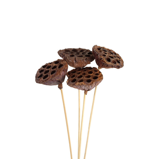 Lotus Pods Natural