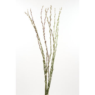 36" Pussy Willow Natural