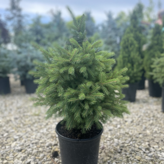 White Spruce