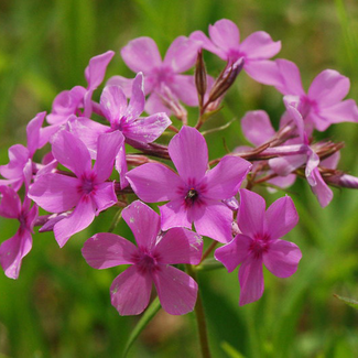 Phlox pilosa - Prairie Phlox - Native 1 Gal