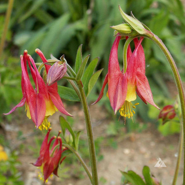 Aquilegia canadensis - Wild Columbine - Native 1 Gal