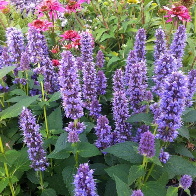 Agastache foeniculum - Anise Hyssop - Native 1 Gal