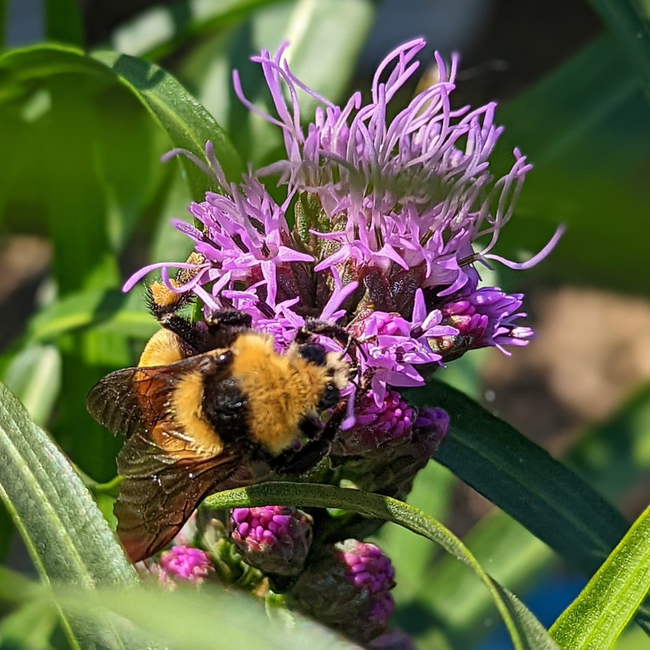 Monarda Fistulosa Wild Bee Balm - Native 1 Gal