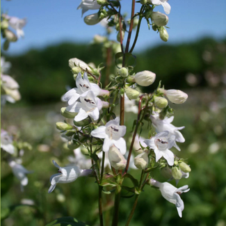 Penstemon digitalis - Foxglove  Beardtongue Native 1 Gal