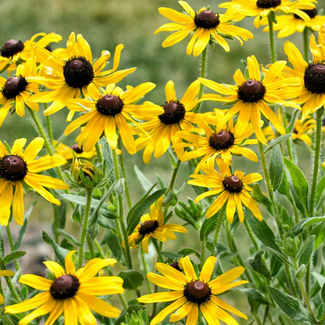 Echinacea Paradoxa - Yellow Coneflower Native 1 Gal