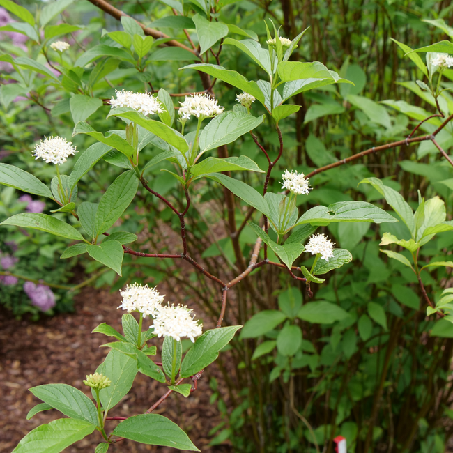 Cornus Dogwood - Red Osier 2 Gal