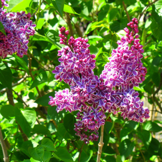 Lilac - Charles Joly Std. 120cm 5 Gal