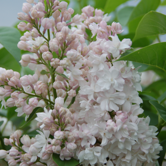 Lilac - Pride of Moscow 60cm 5 Gal
