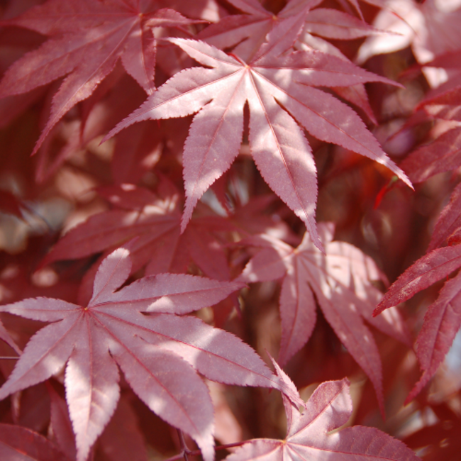 Japanese Maple - Emperor I 175cm 7 Gal