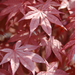 Japanese Maple - Emperor I 175cm 7 Gal