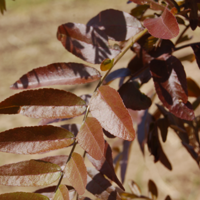 Honey-Locust - Ruby Lace 250cm 16 Gal