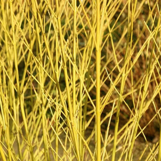 Dogwood - Bud's Yellow 3 Gal