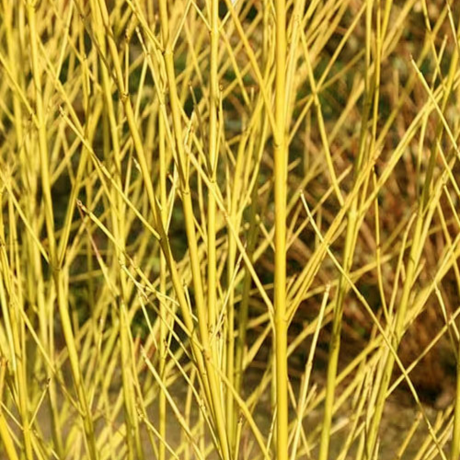 Dogwood - Bud's Yellow 3 Gal