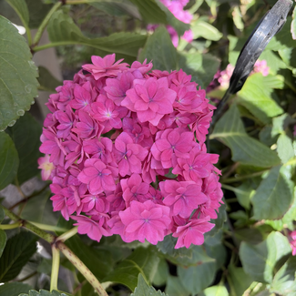 12" Shooting Star Hydrangea HB
