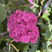 12" Shooting Star Hydrangea HB