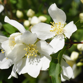 Mockorange - Philadelphus virginalis 3 Gal