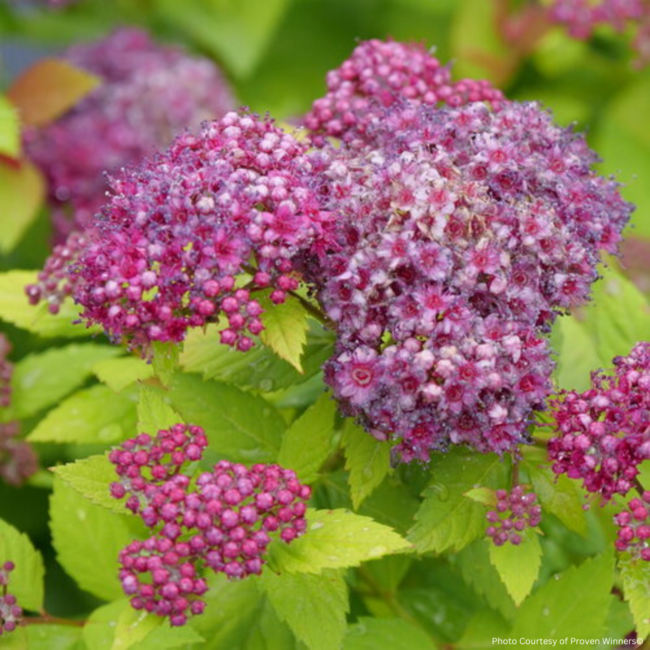 Spirea - Double Play Dolly PW 2 Gal