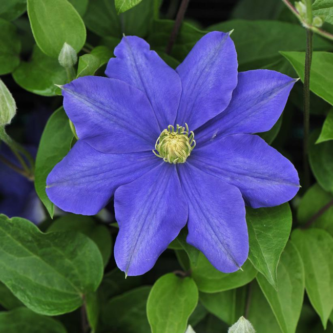 Clematis - Fujimusume 1 Gal