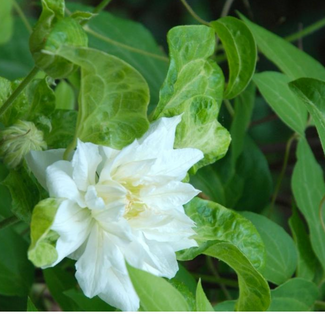 Clematis - Duchess of Edinburgh 1 Gal
