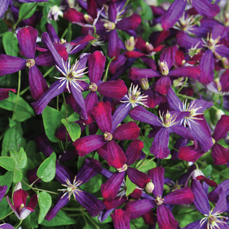 Clematis - Sweet Summer Love 1 Gal