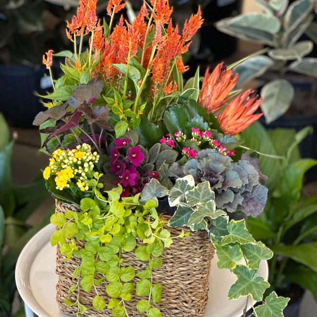 Outdoor Planter Workshop + Plant Bingo