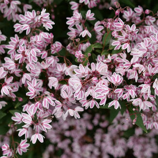 Deutzia - Yuki Kabuki 2 Gal