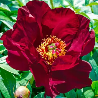 Peony - Itoh Scarlet Heaven 3 Gal
