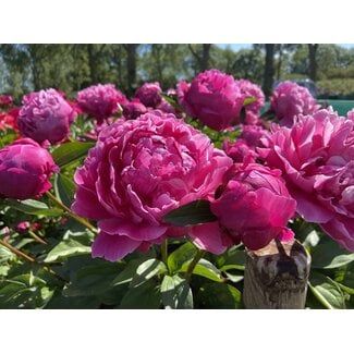 Peony - Red Sarah Bernhardt 2 Gal