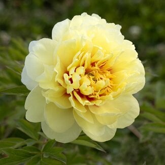 Intersectional  Itoh Peony - Bartzella 3 Gal