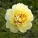 Intersectional  Itoh Peony - Bartzella 3 Gal