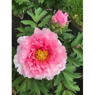 Peony - Floral Rivaly 1 Gal