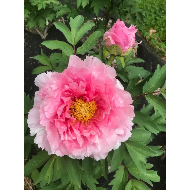 Peony - Floral Rivaly 1 Gal