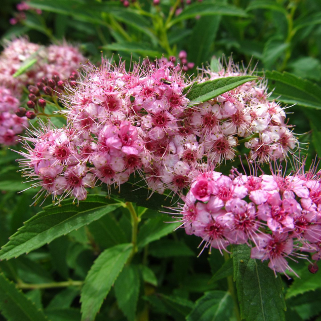 Spirea - Shirobana 3 Gal