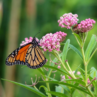 Asclepias incaranata - Swamp Milkweed Native 1 Gal