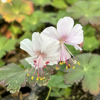 Geranium - Biokovo 1 Gal