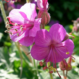 Geranium - Bevan's Beauty 1 Gal